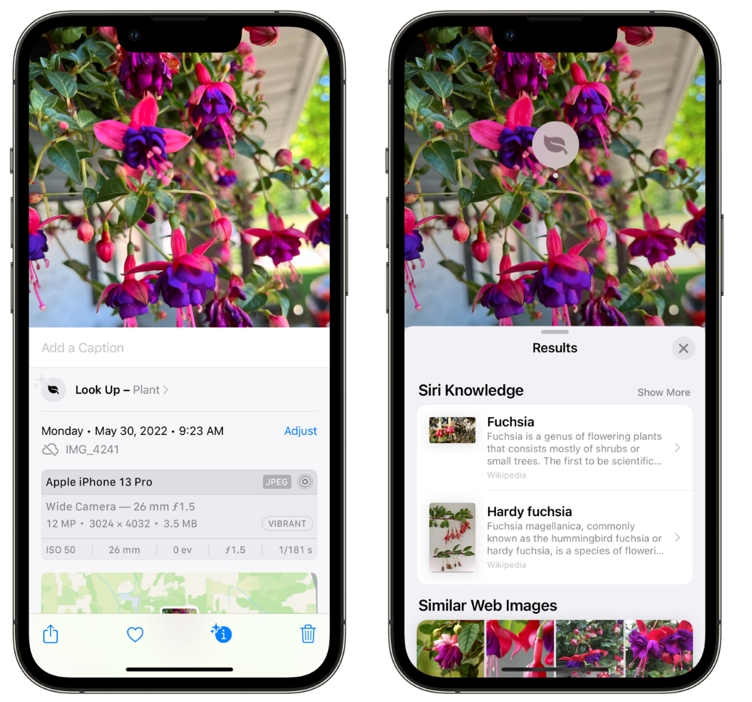 文山苹果手机维修分享小技巧：使用 iPhone 相机识别花卉植物 